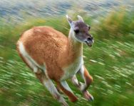 Mammals